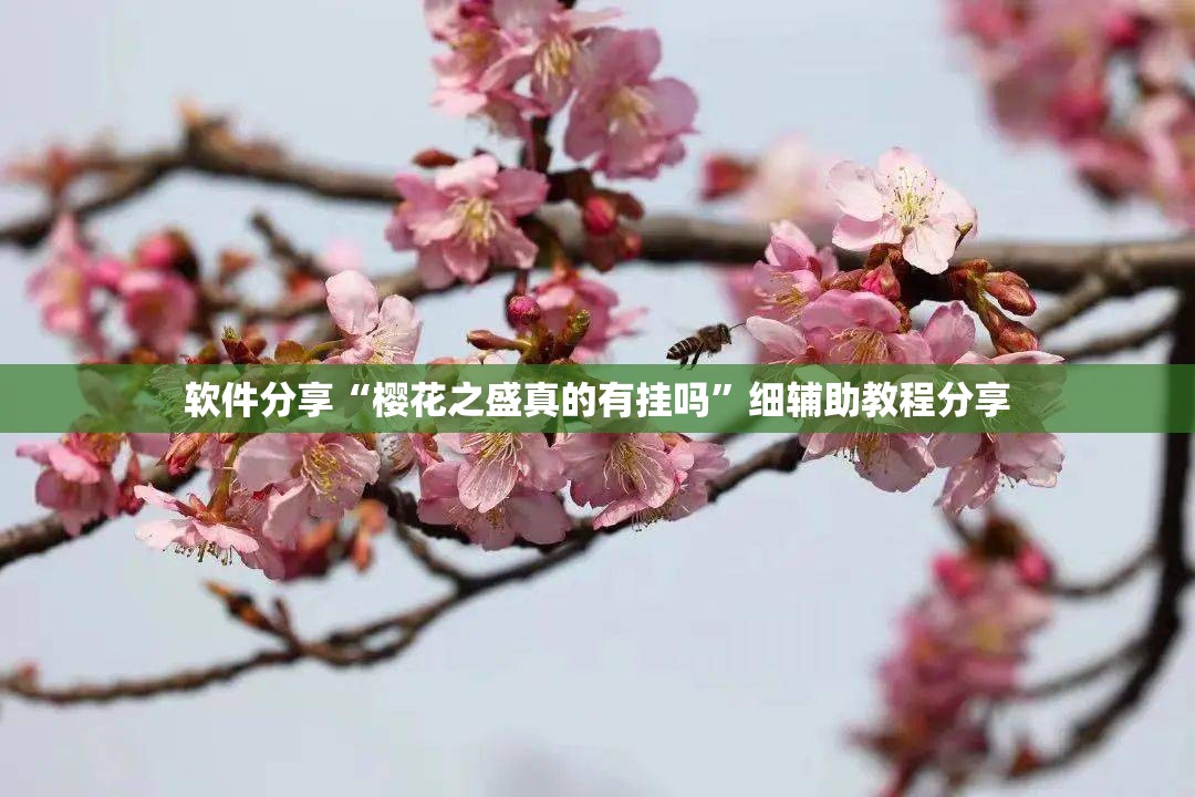 软件分享“樱花之盛真的有挂吗	”细辅助教程分享