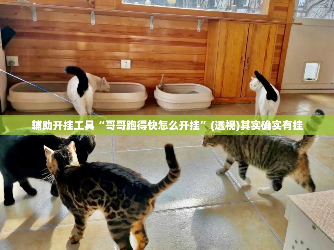 辅助开挂工具“哥哥跑得快怎么开挂”(透视)其实确实有挂